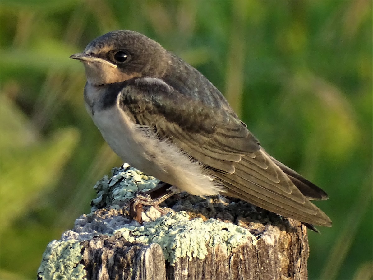 Barn Swallow - ML364604421