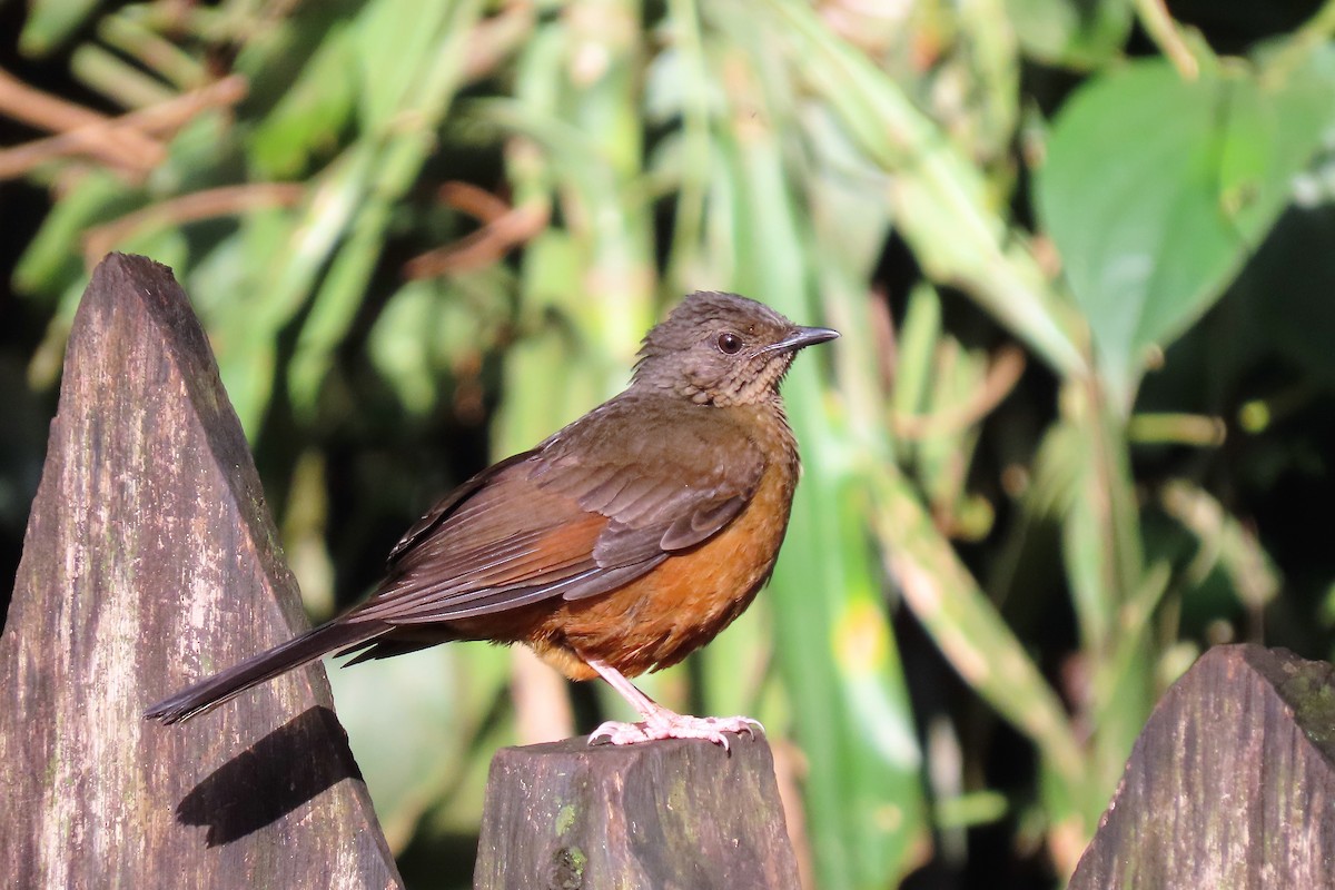 White-tailed Ant-Thrush - Audrey Whitlock