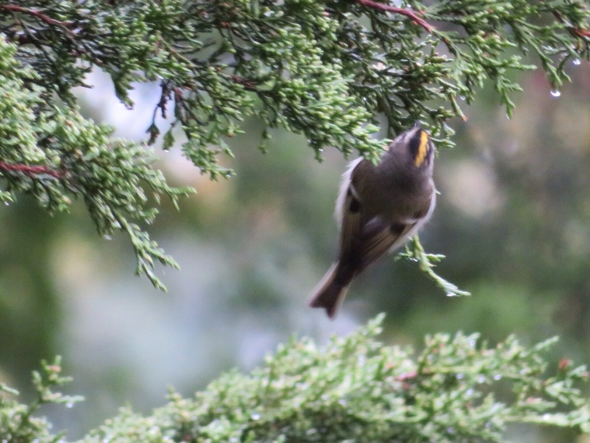 Golden-crowned Kinglet - ML36460791