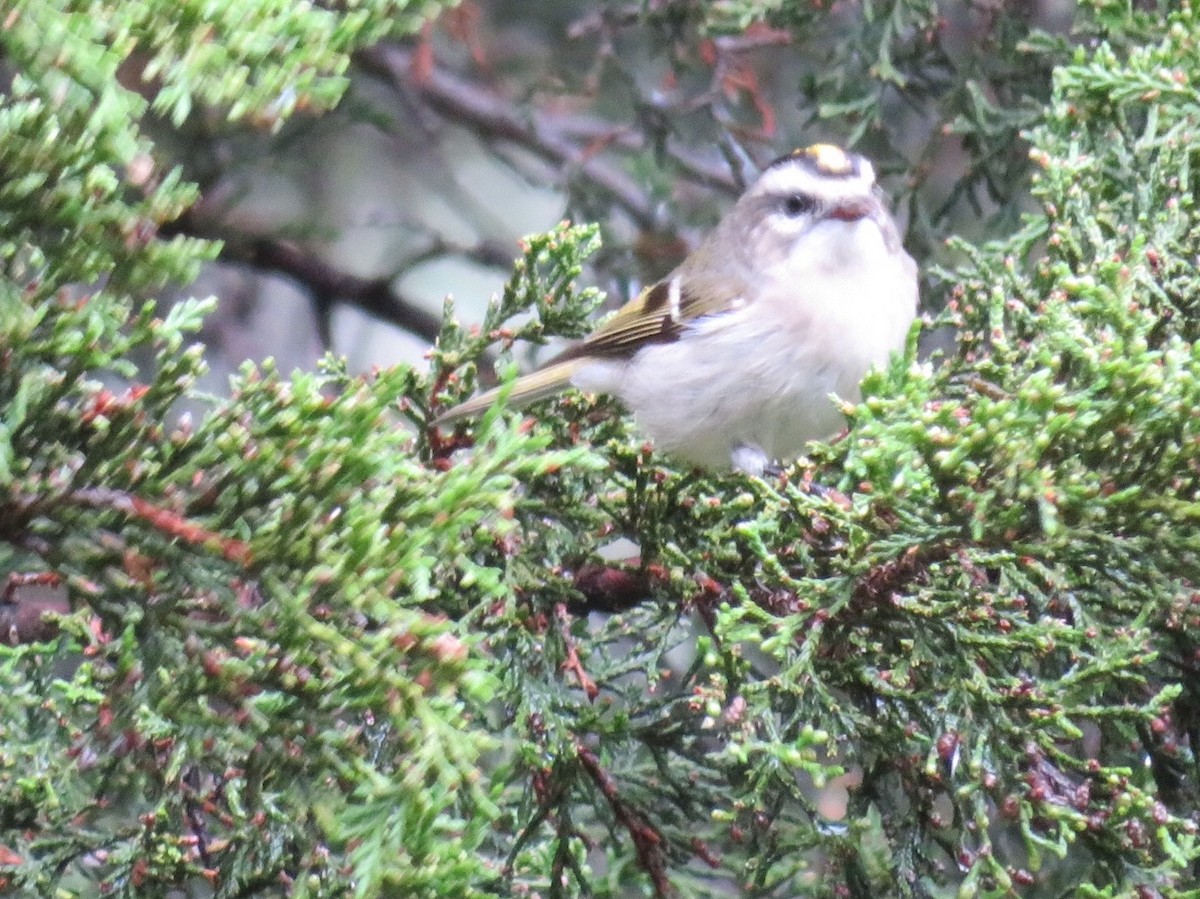 Golden-crowned Kinglet - ML36460801