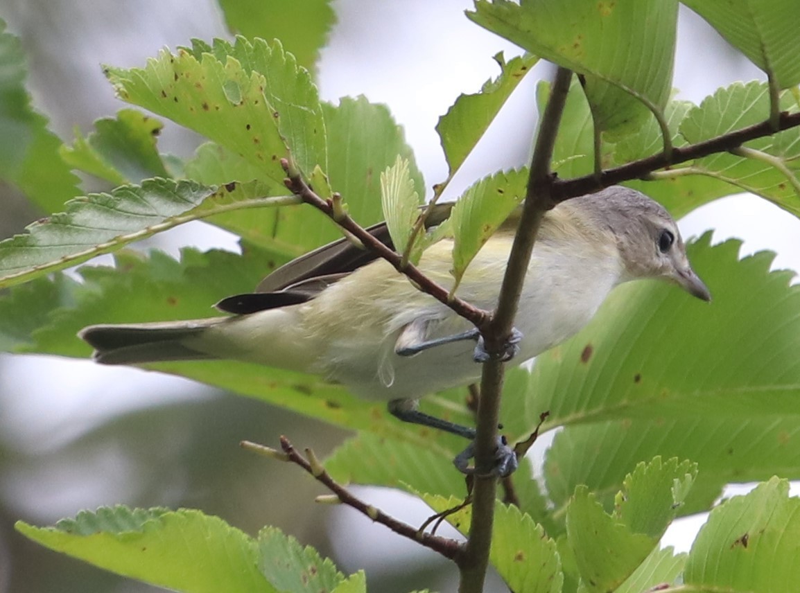 Warbling Vireo - ML364608831