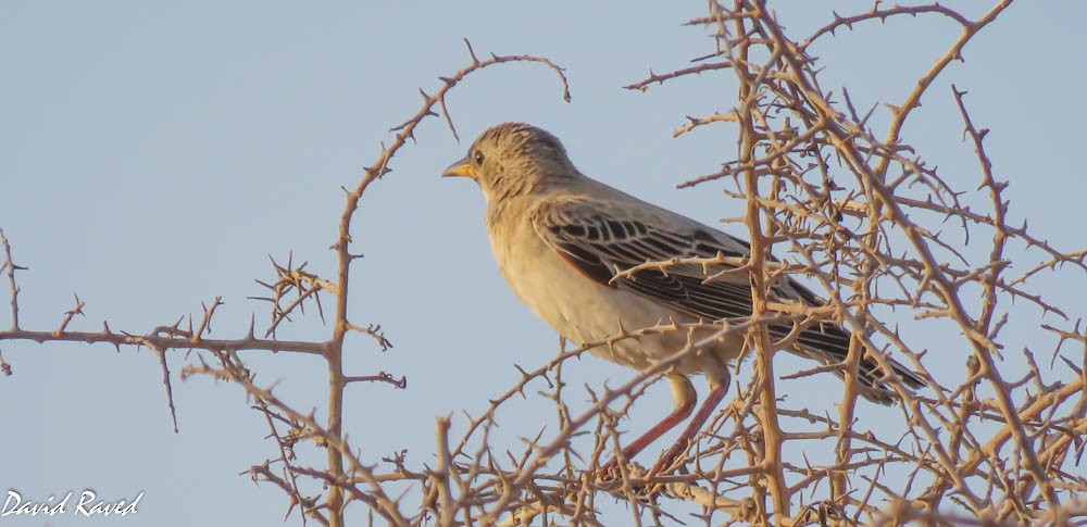 Rosy Starling - David Raved