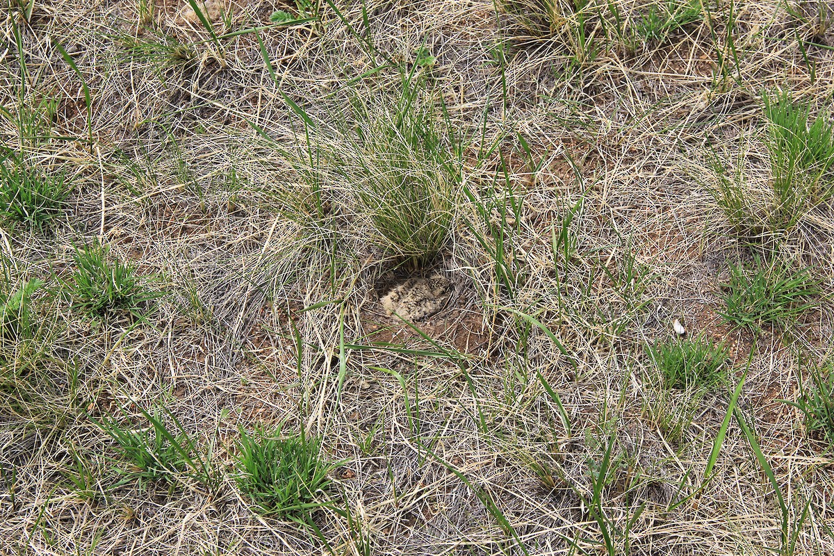 Mongolian Short-toed Lark - ML364610241