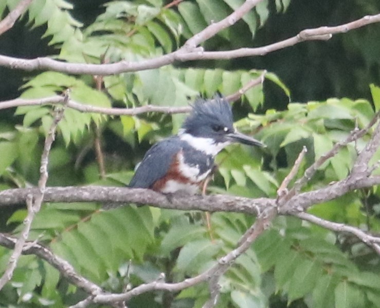 Belted Kingfisher - ML364610471