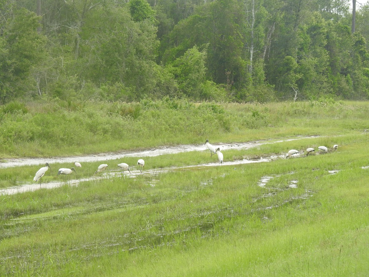 Roseate Spoonbill - Trevor Slovick