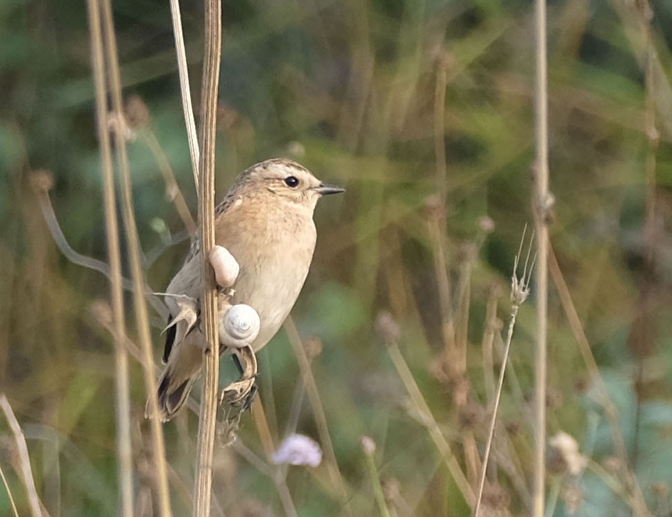 Whinchat - ML364615281