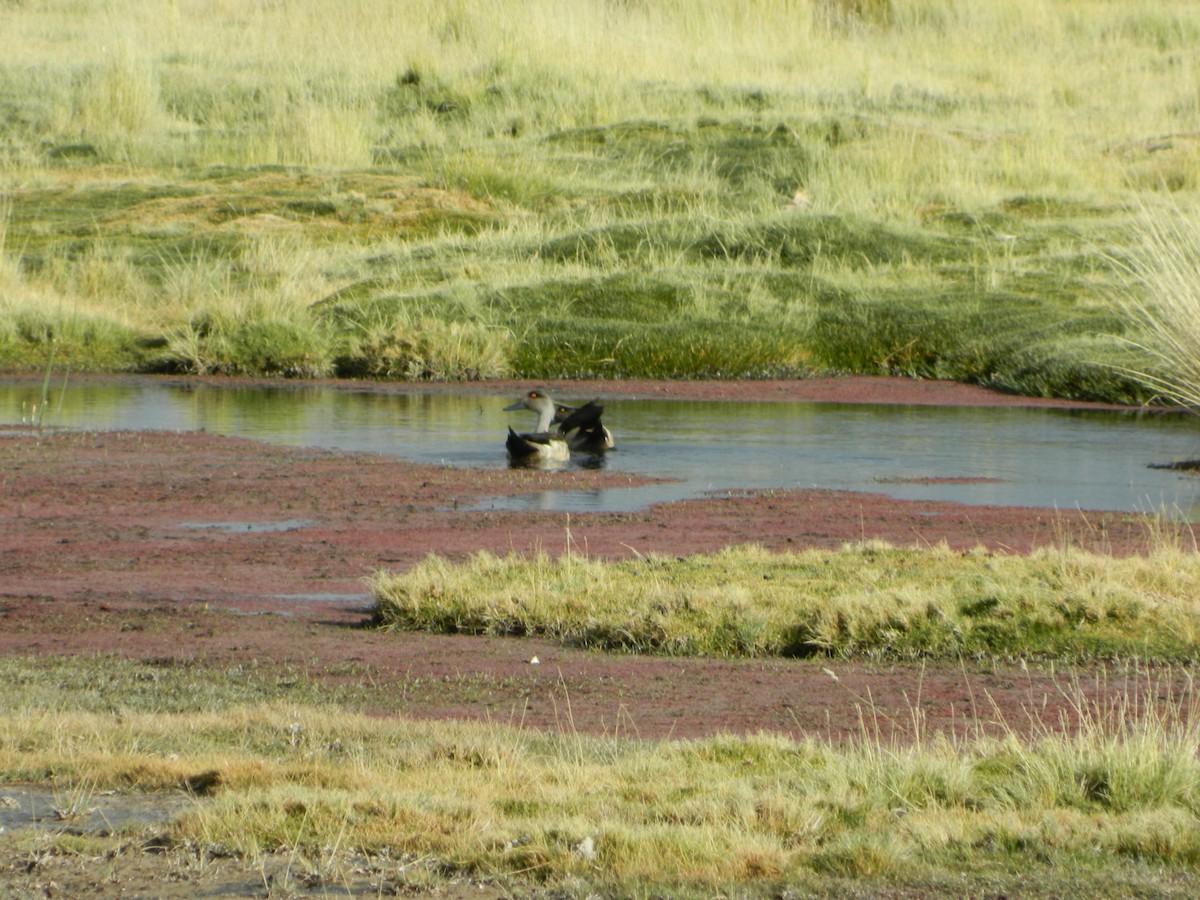 Crested Duck - ML364615781