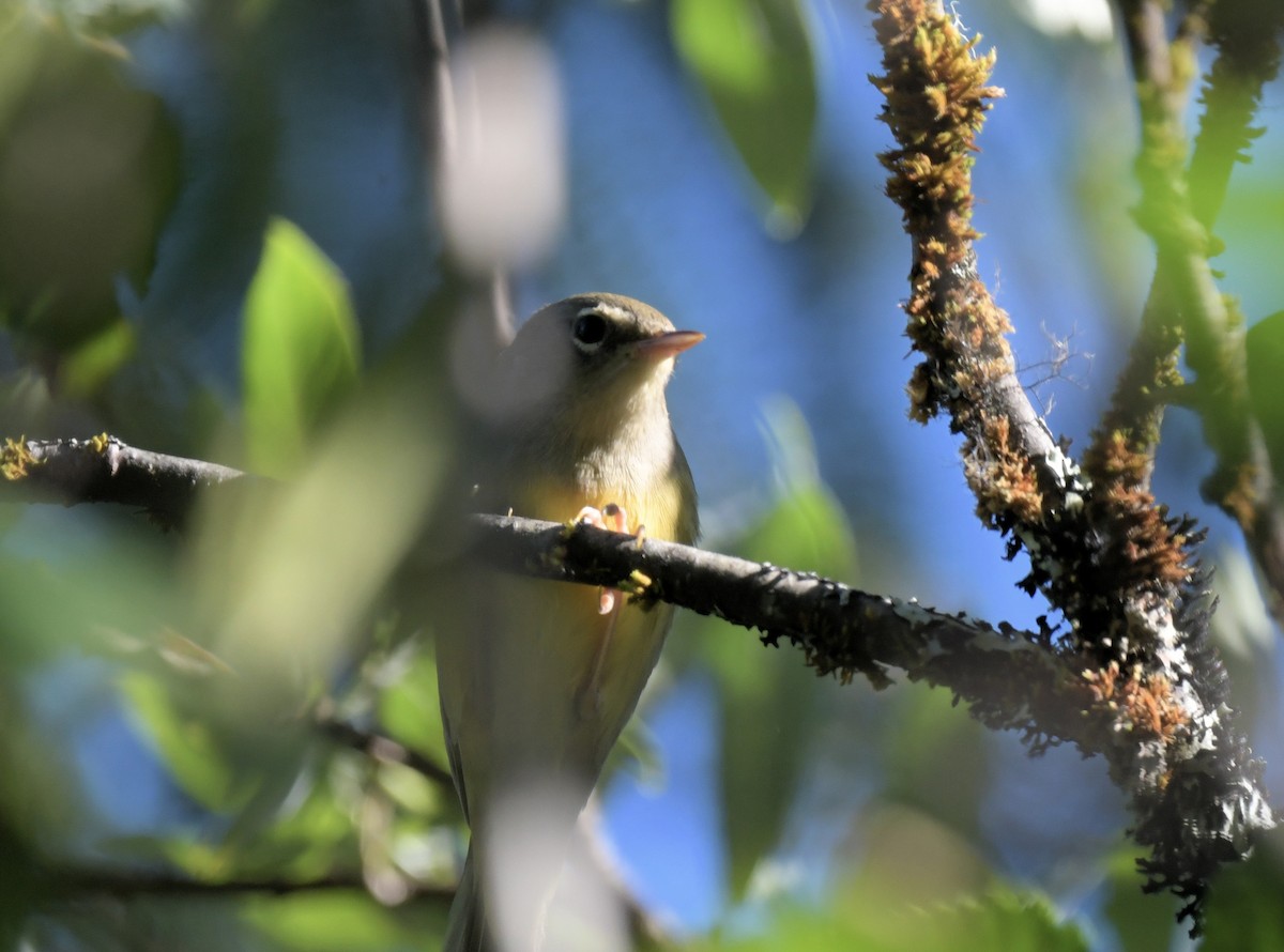 MacGillivray's Warbler - Buzz Scher