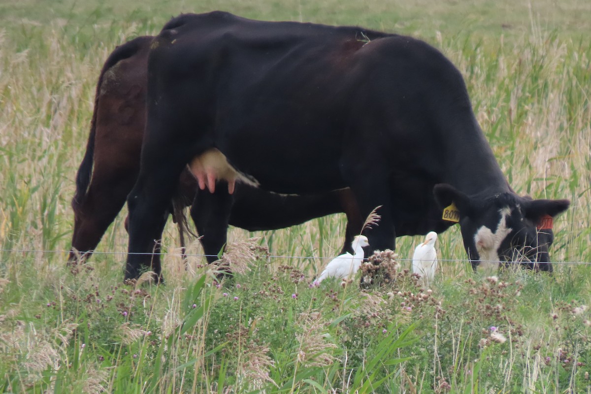 Western Cattle Egret - ML364616531