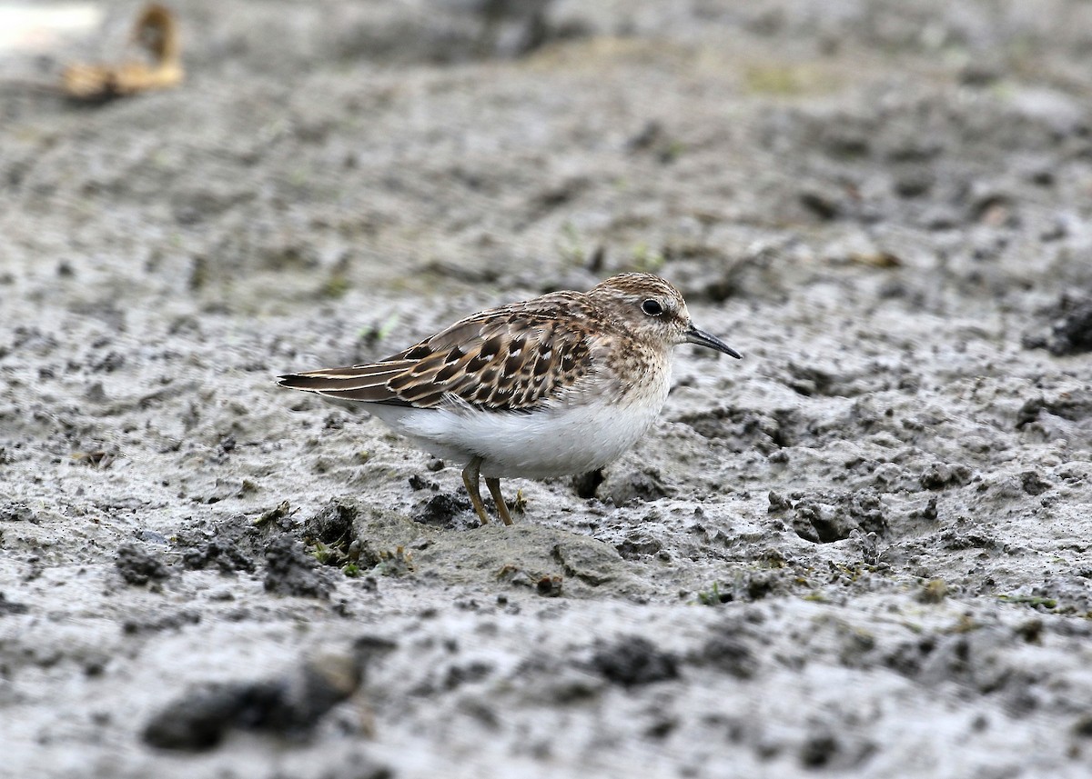 Least Sandpiper - Gary Chapin