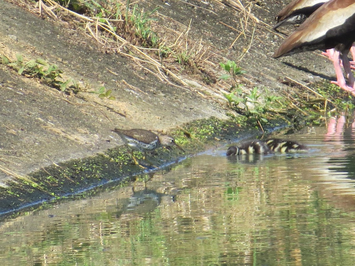 Spotted Sandpiper - ML364618571