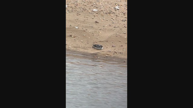 Red-necked Phalarope - ML364618951