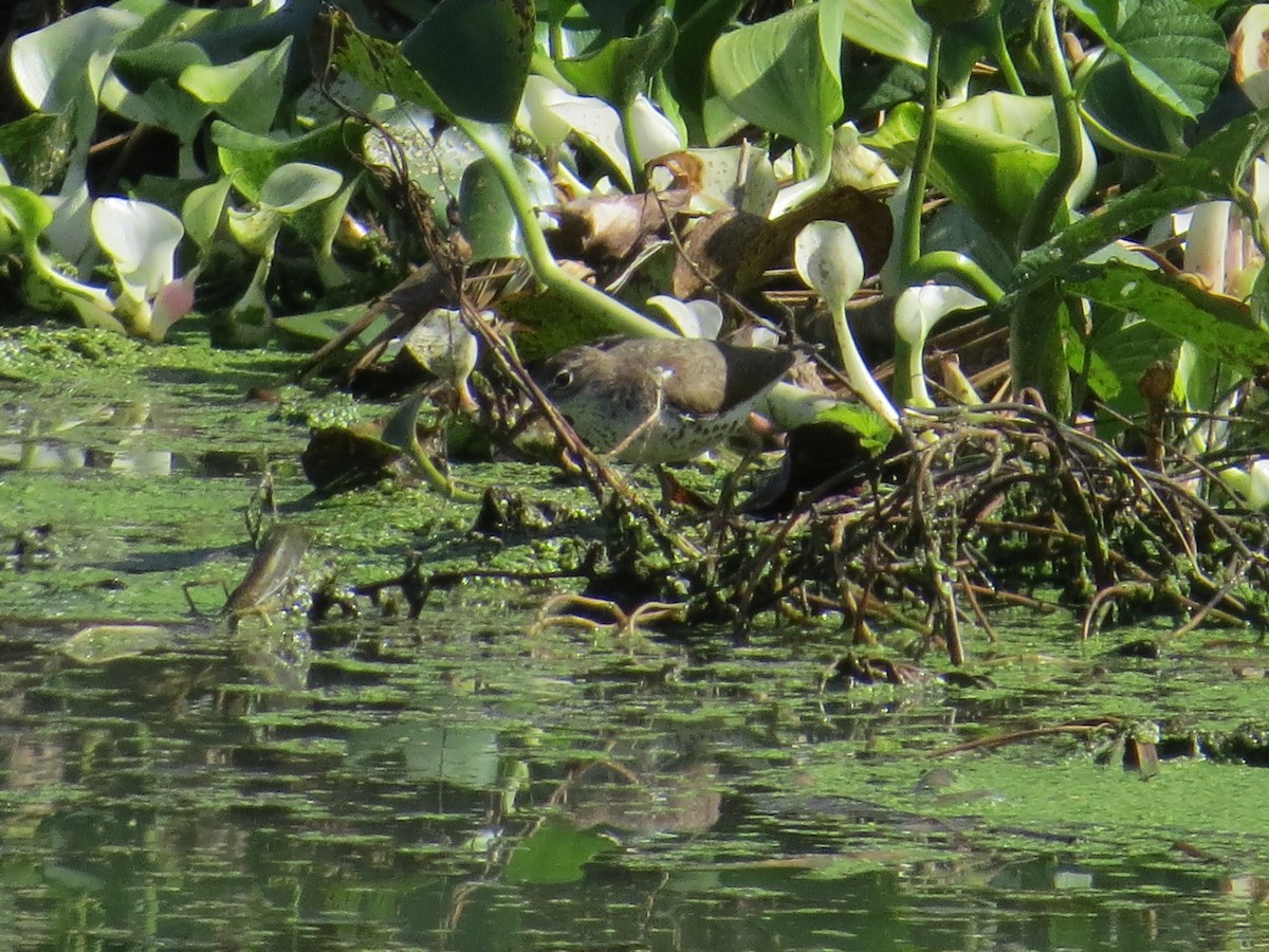 Spotted Sandpiper - ML364619531