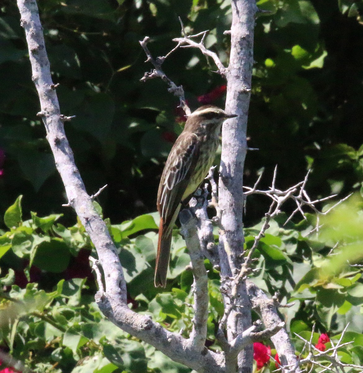 Variegated Flycatcher - ML36461971