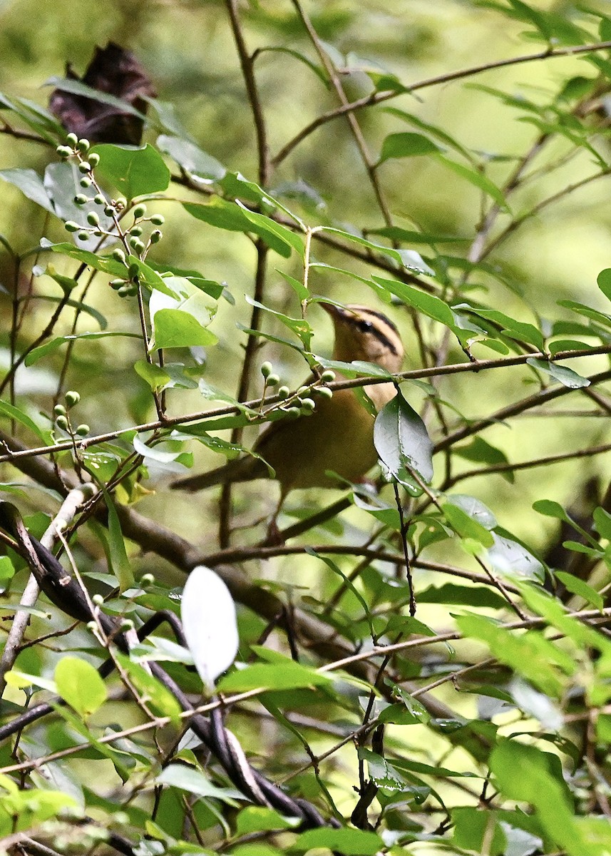 Worm-eating Warbler - Joe Wujcik