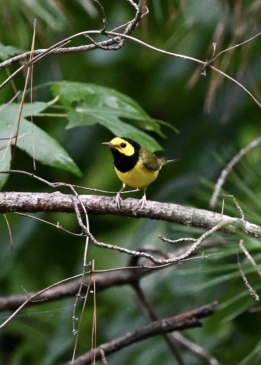 Hooded Warbler - ML364619861