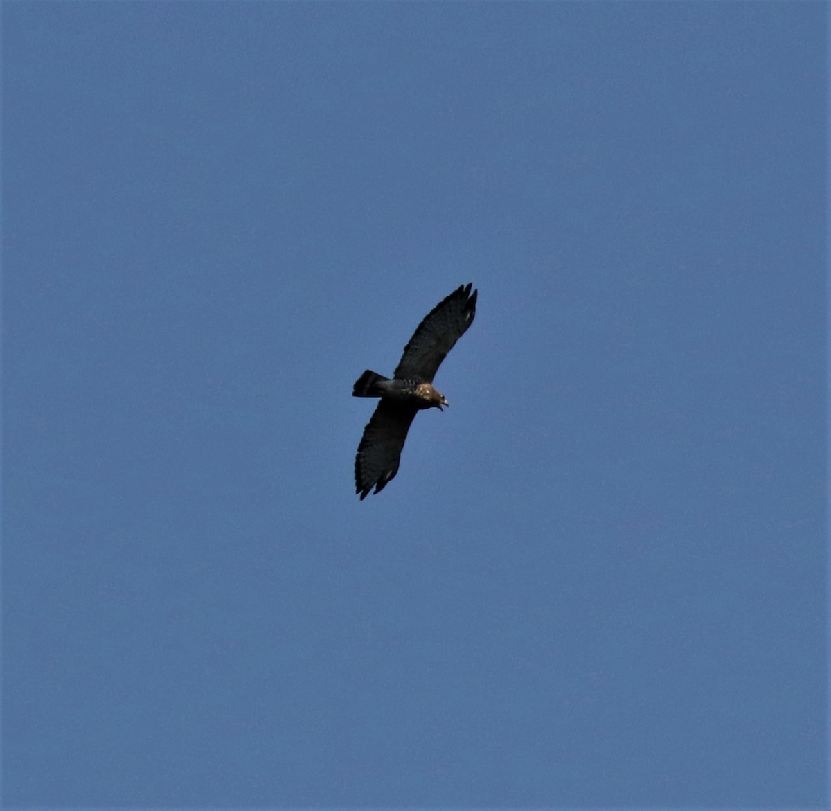 Broad-winged Hawk - ML364621401