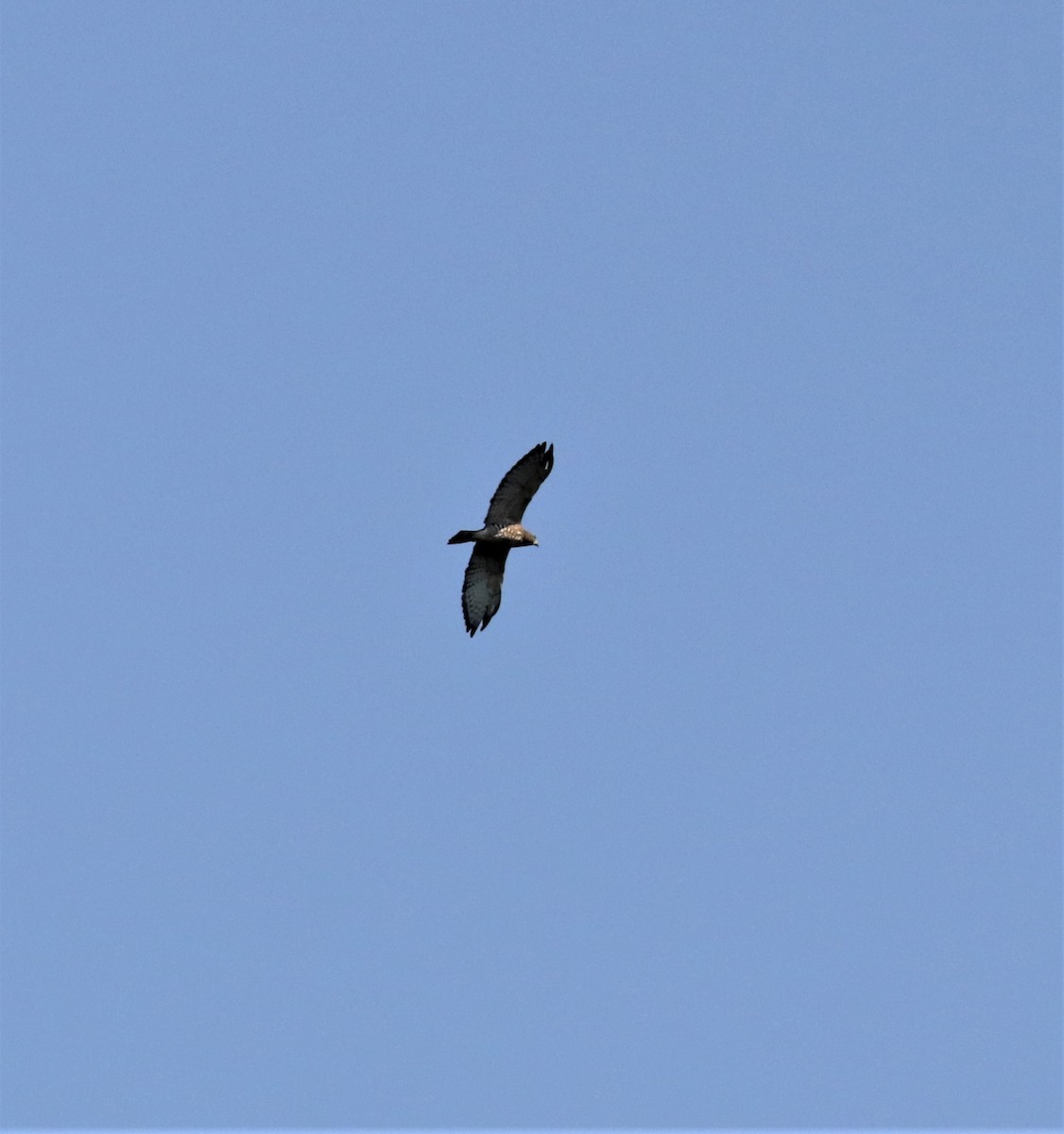 Broad-winged Hawk - ML364621431