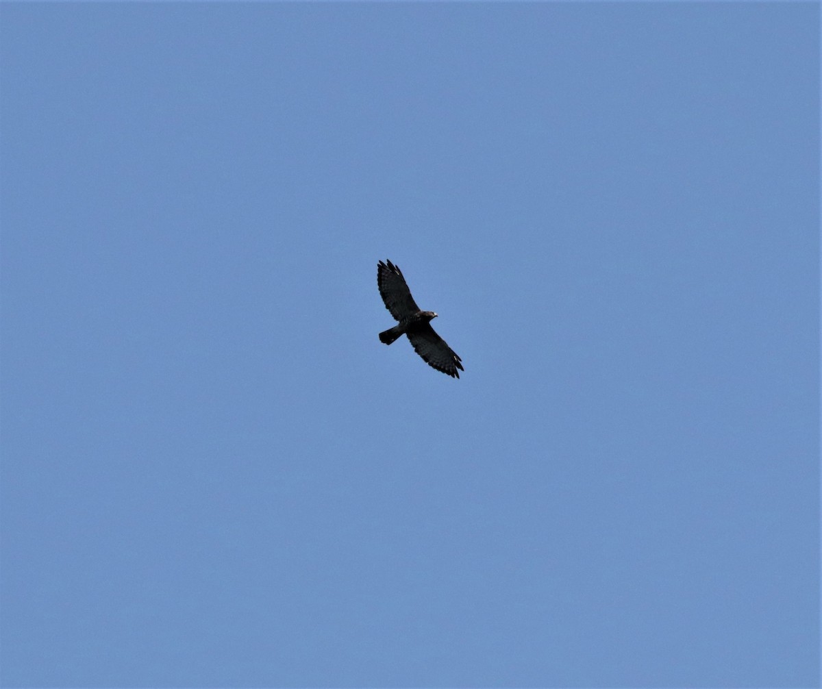 Broad-winged Hawk - ML364621451