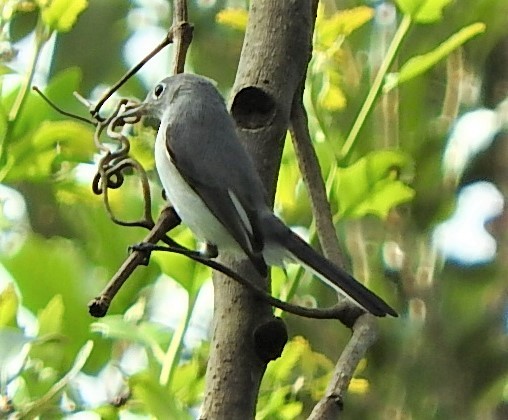 Blue-gray Gnatcatcher - ML364622311