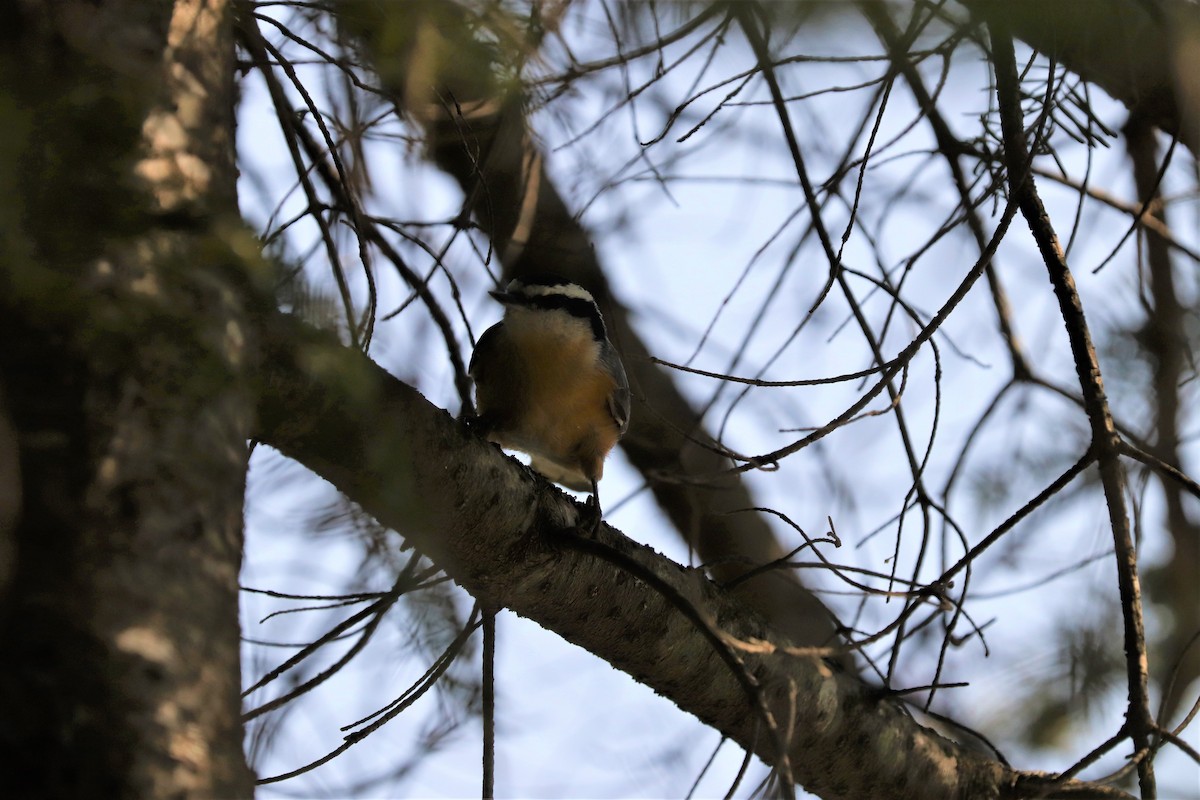 Red-breasted Nuthatch - Lynda Noel