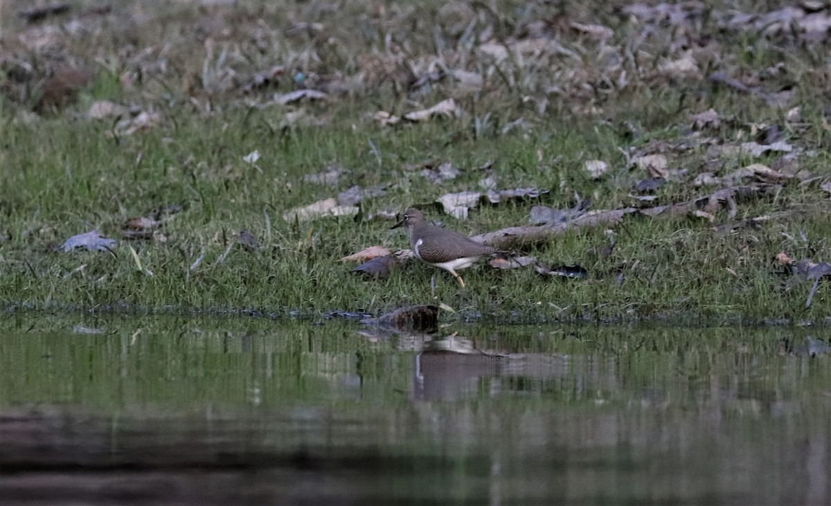 Spotted Sandpiper - ML364623341