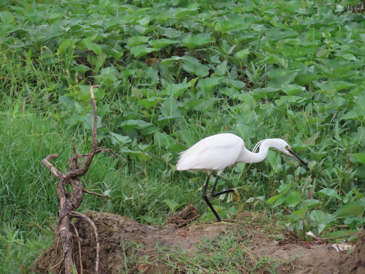 Little Egret - ML364623721