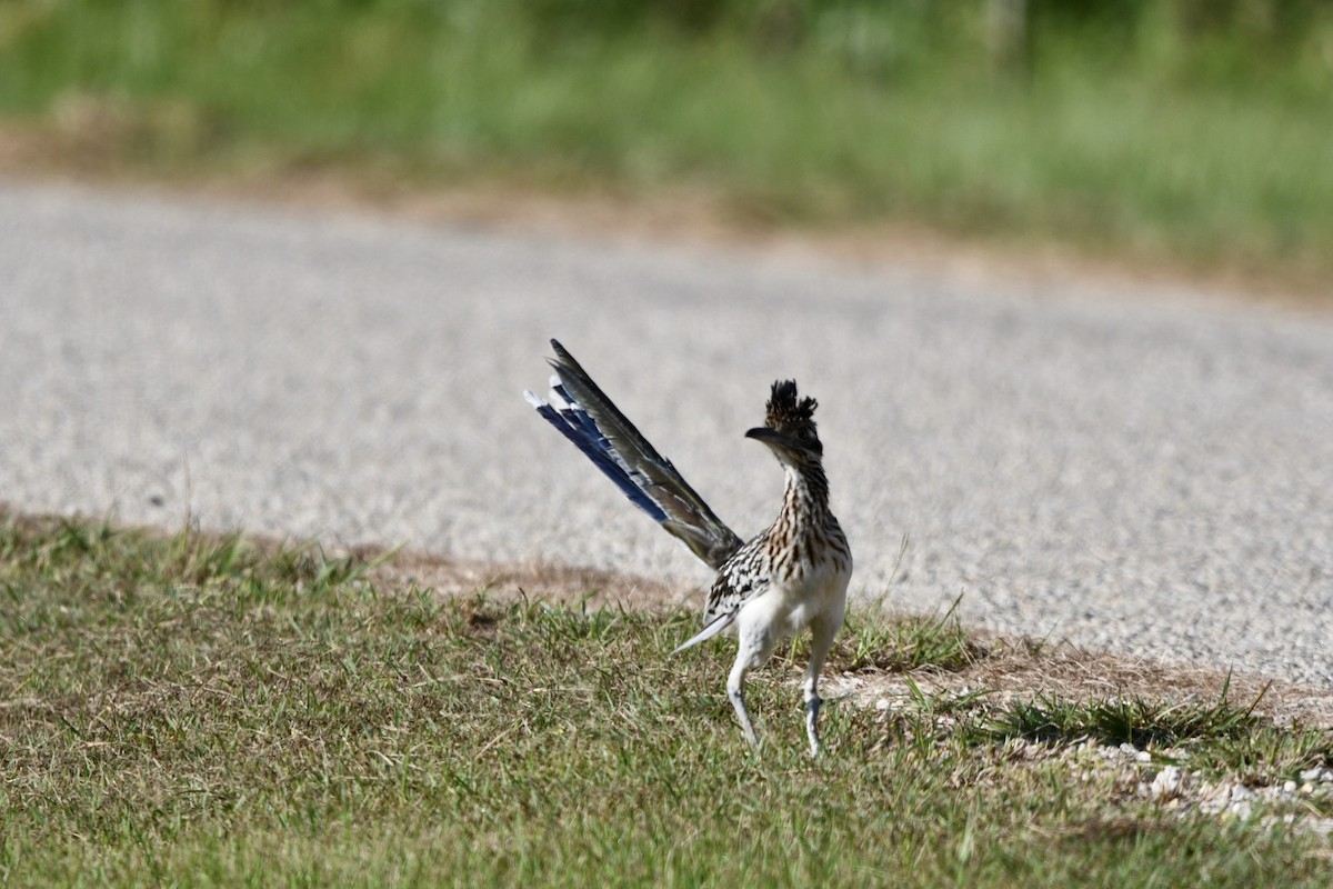 Greater Roadrunner - Brandy Falise