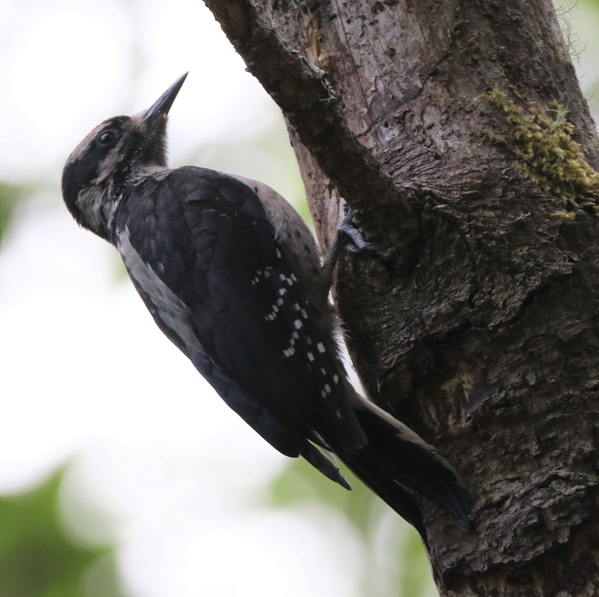 Hairy Woodpecker - ML364623991