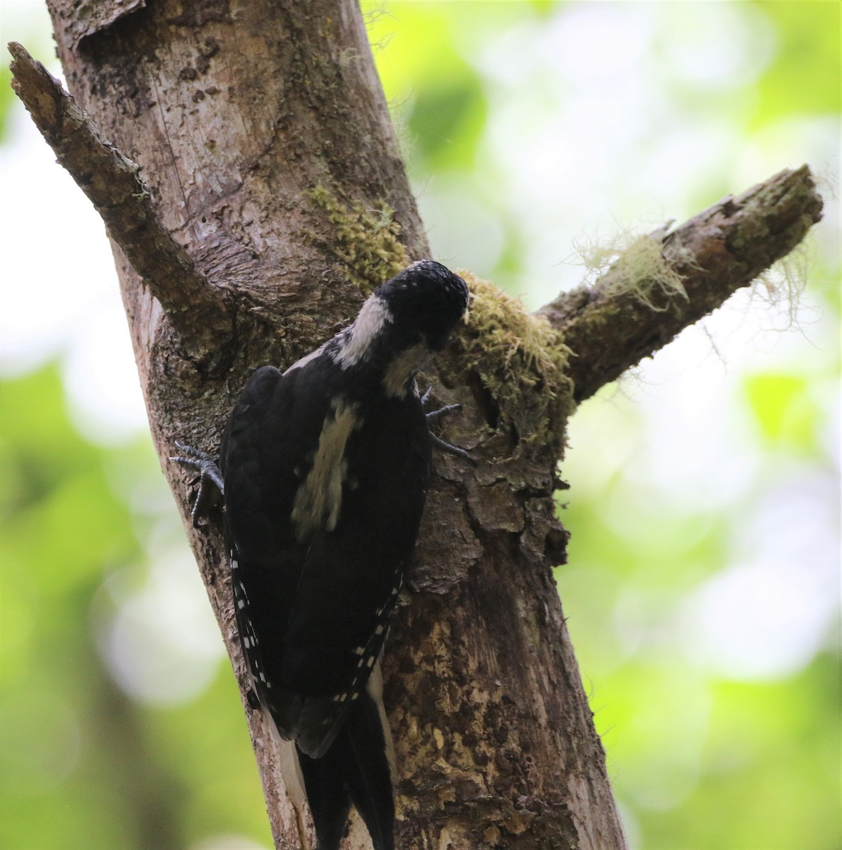 Hairy Woodpecker - ML364624001