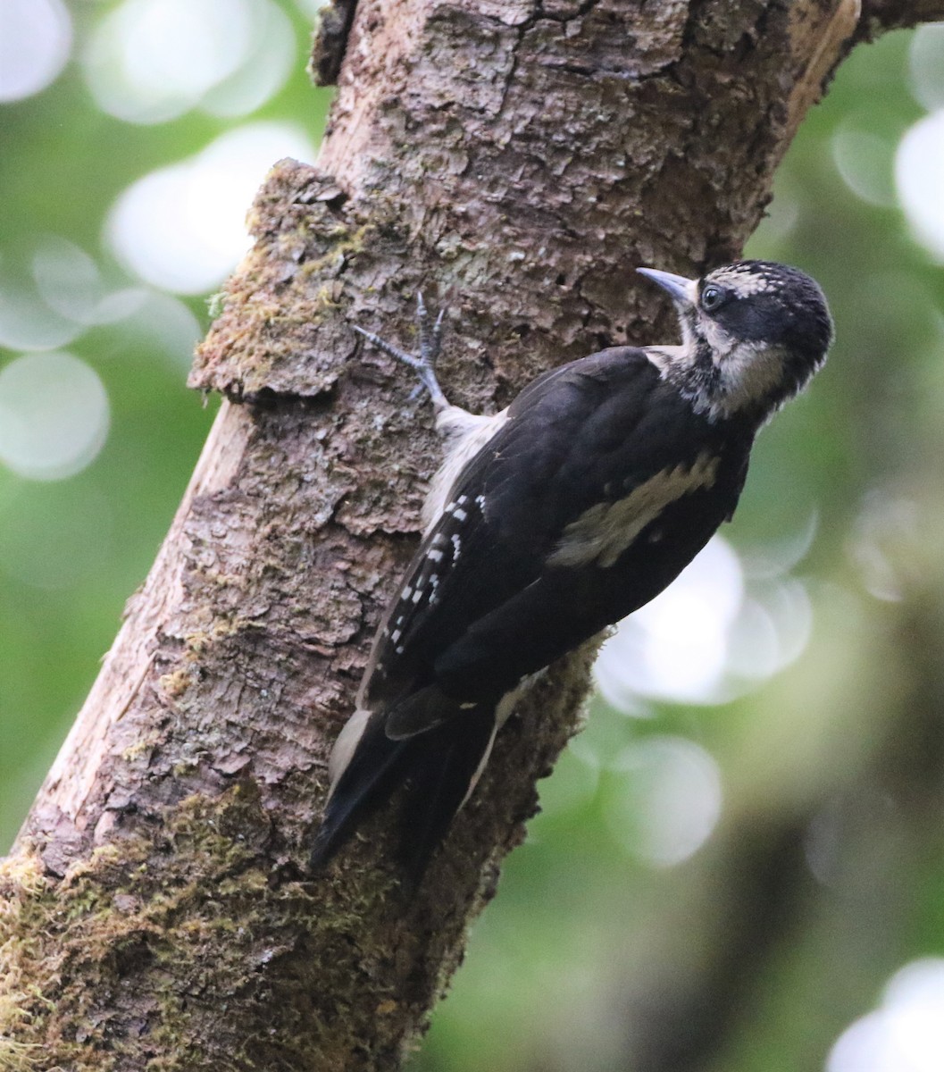 Hairy Woodpecker - ML364624021