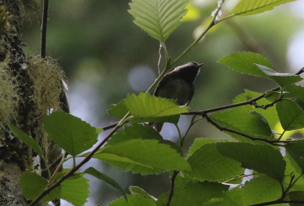 Black-capped Chickadee - ML364624071