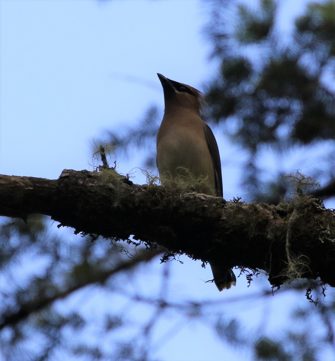 Cedar Waxwing - ML364624161