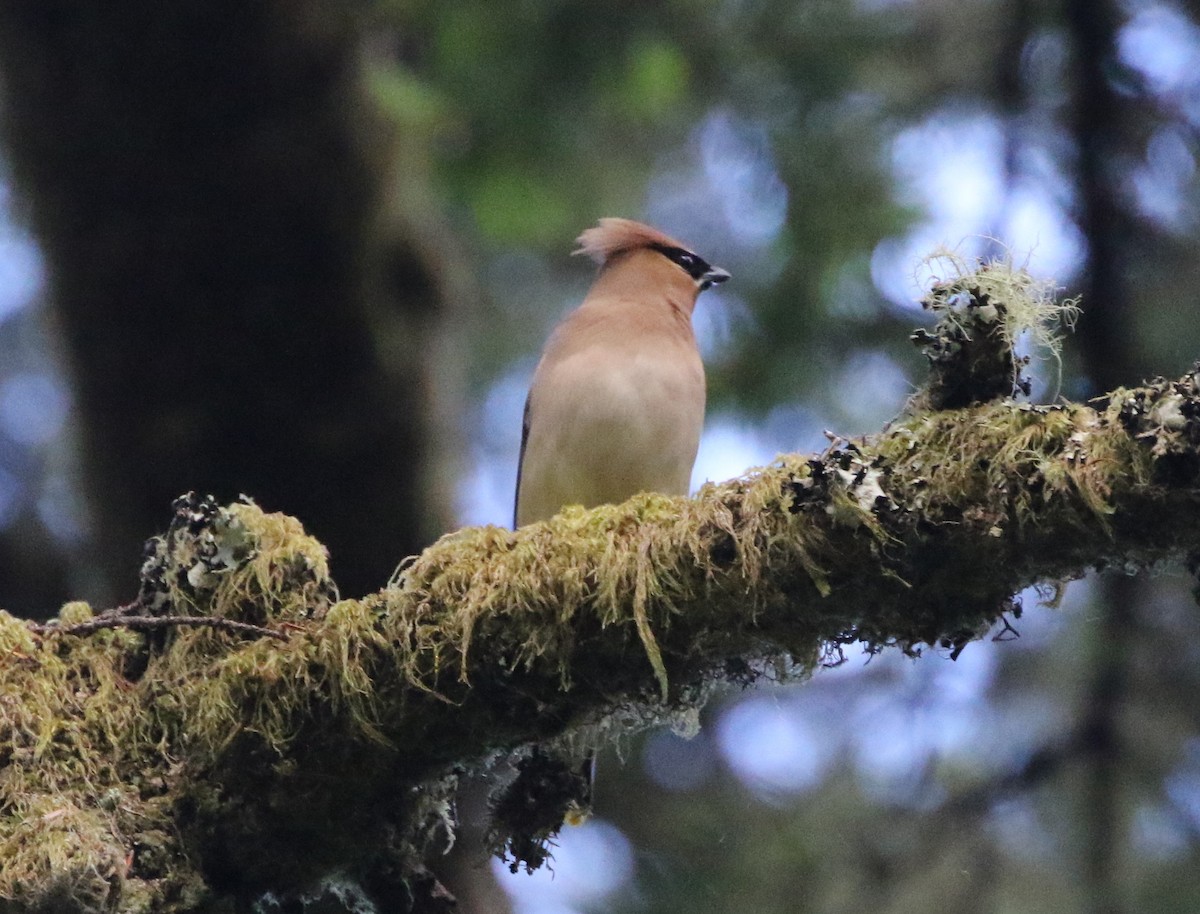 Cedar Waxwing - ML364624171