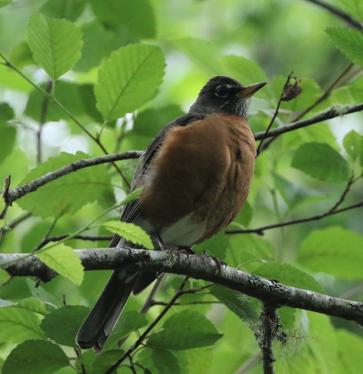 American Robin - ML364624271