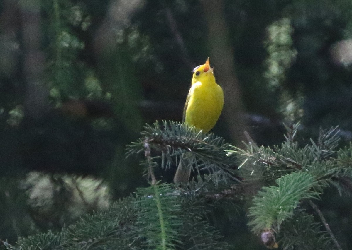 Wilson's Warbler - ML364624361