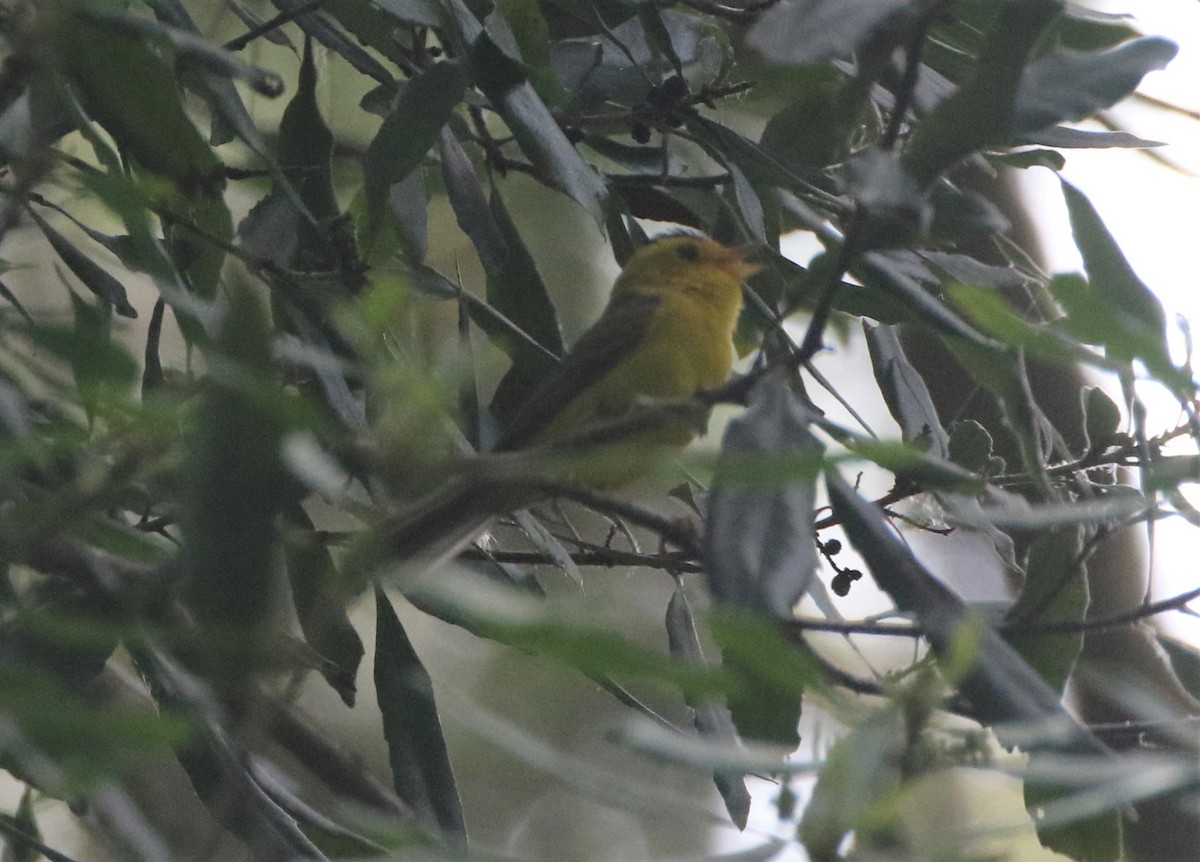 Wilson's Warbler - ML364624381