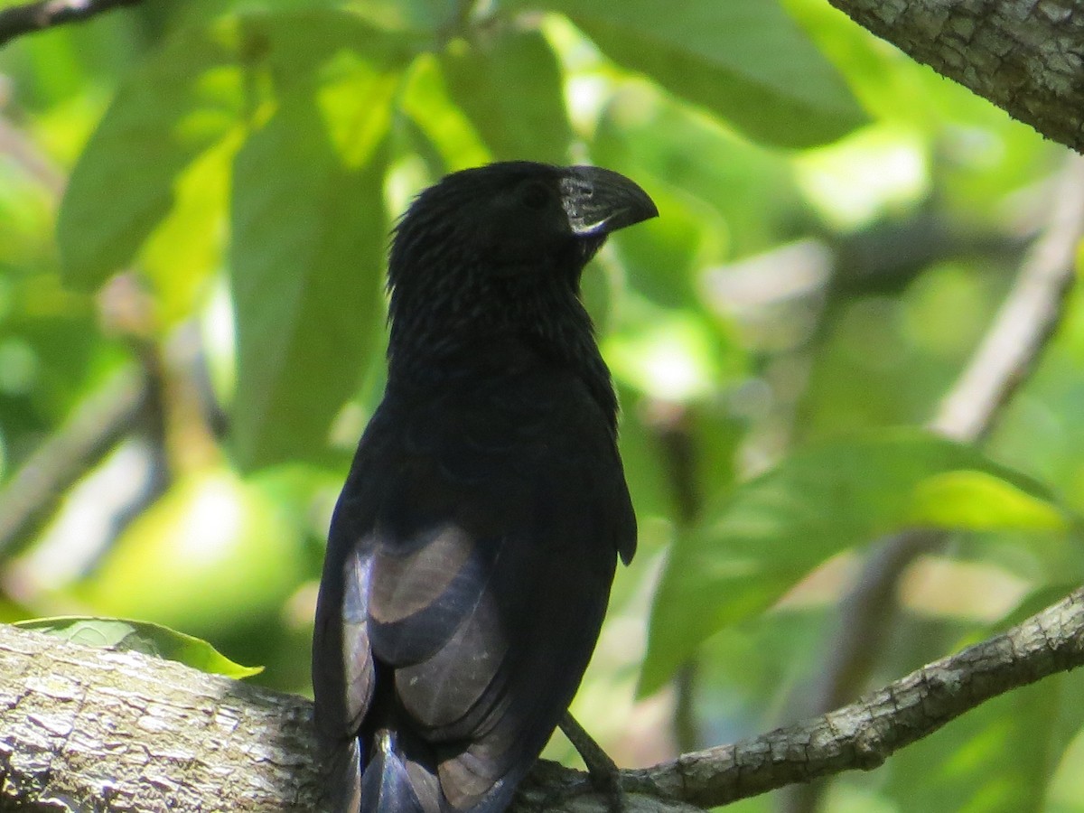 Groove-billed Ani - ML364626811