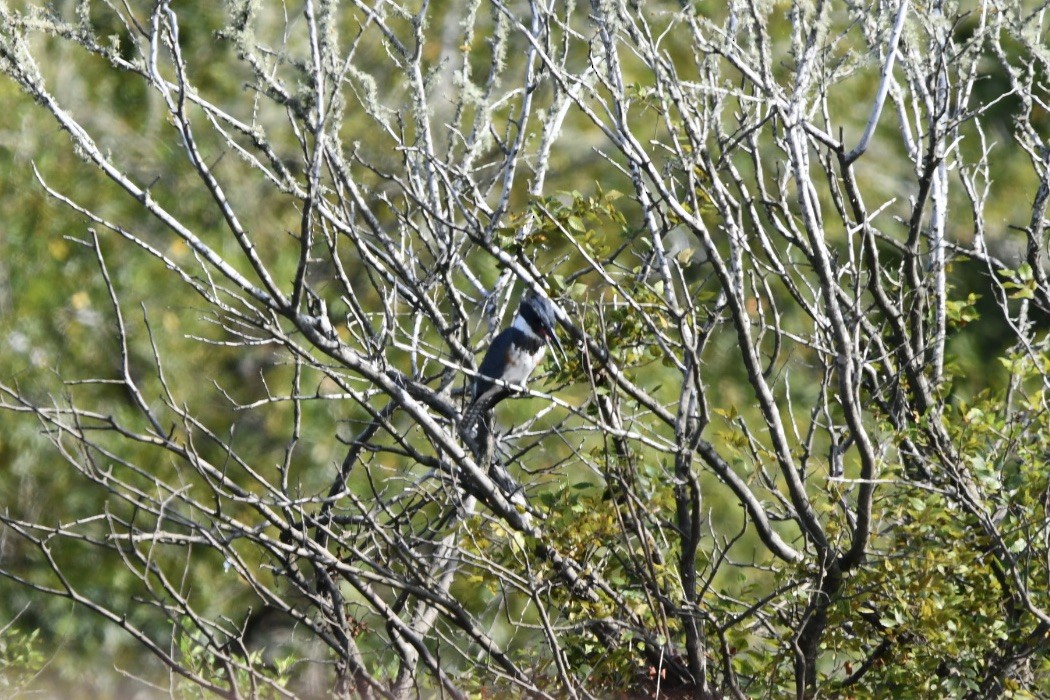 Belted Kingfisher - Brandy Falise