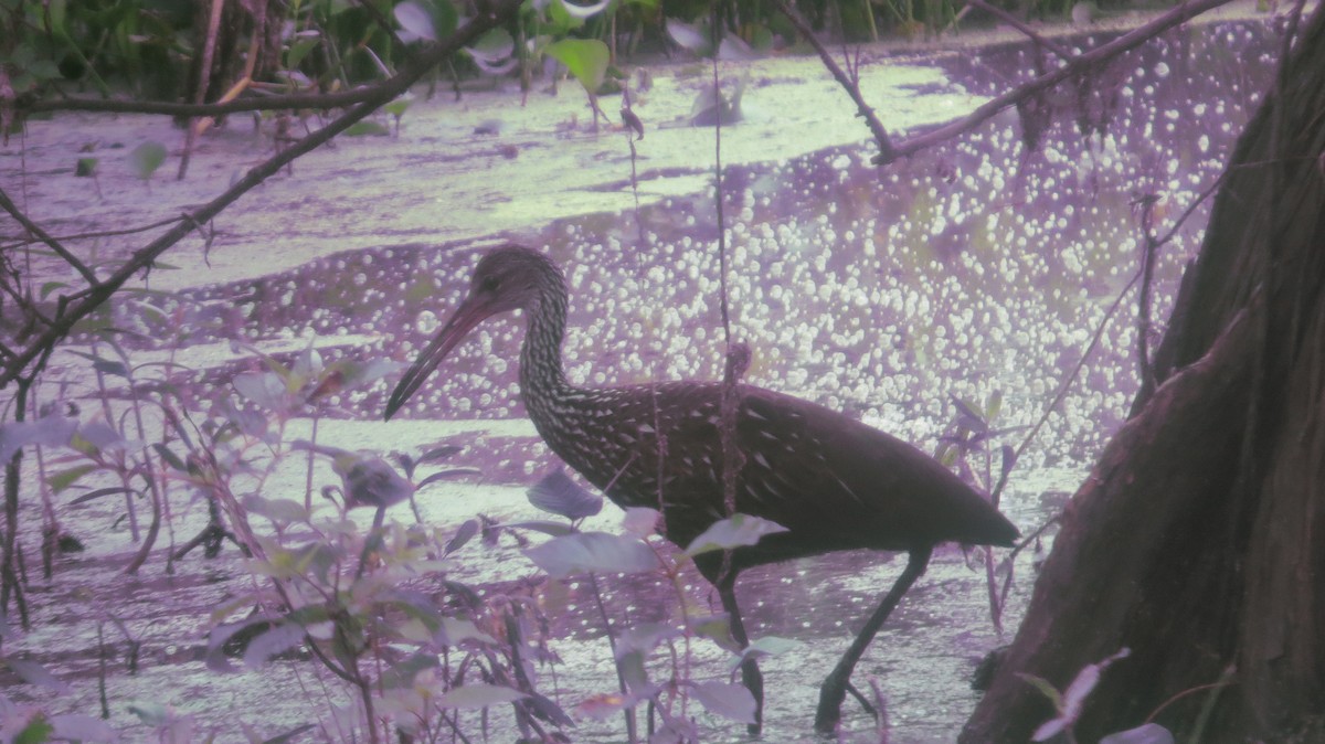 Limpkin - Lisa Holmes