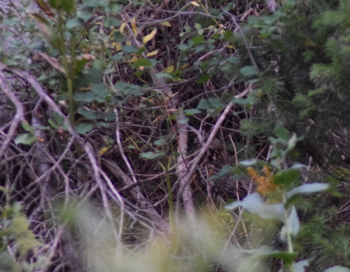 Ruffed Grouse - ML364629661