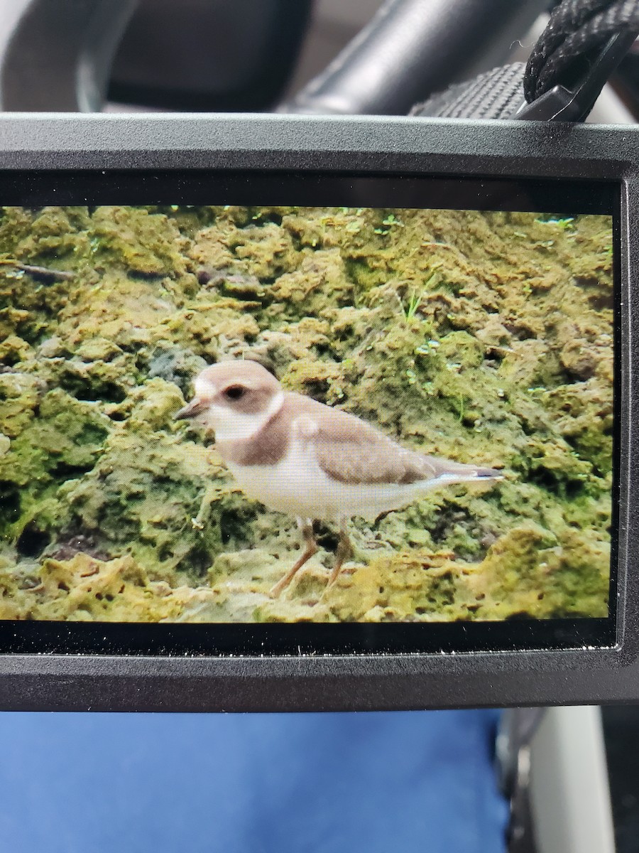 Semipalmated Plover - ML364631131