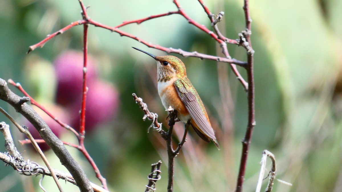 Rufous Hummingbird - ML364633631