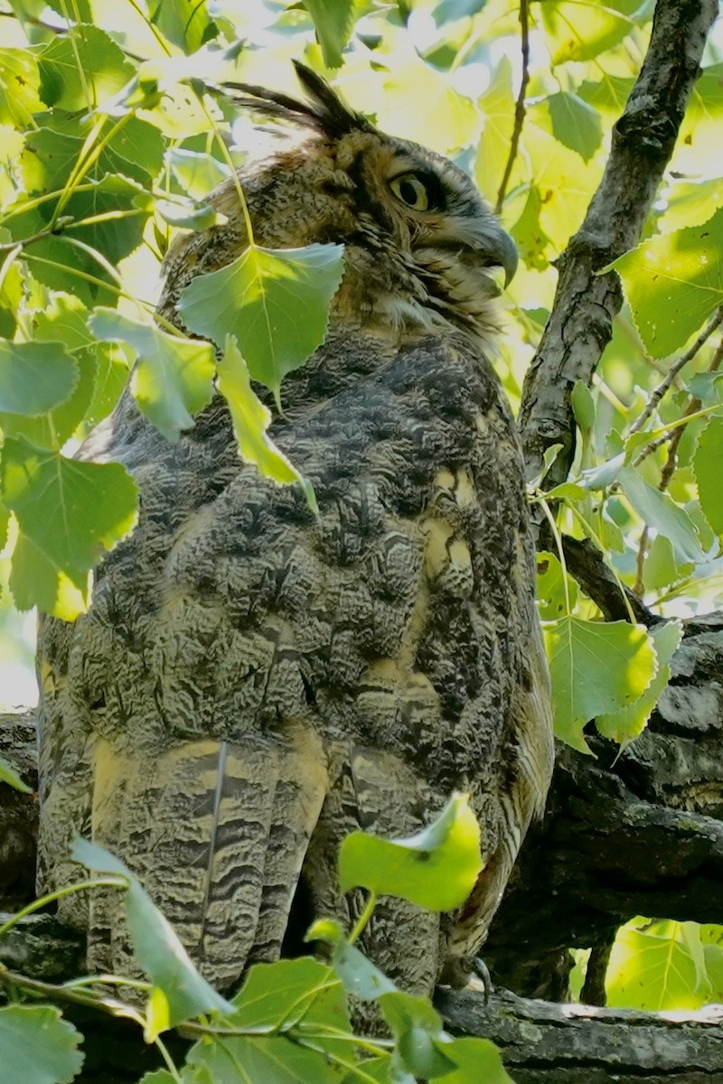 Great Horned Owl - ML364636371