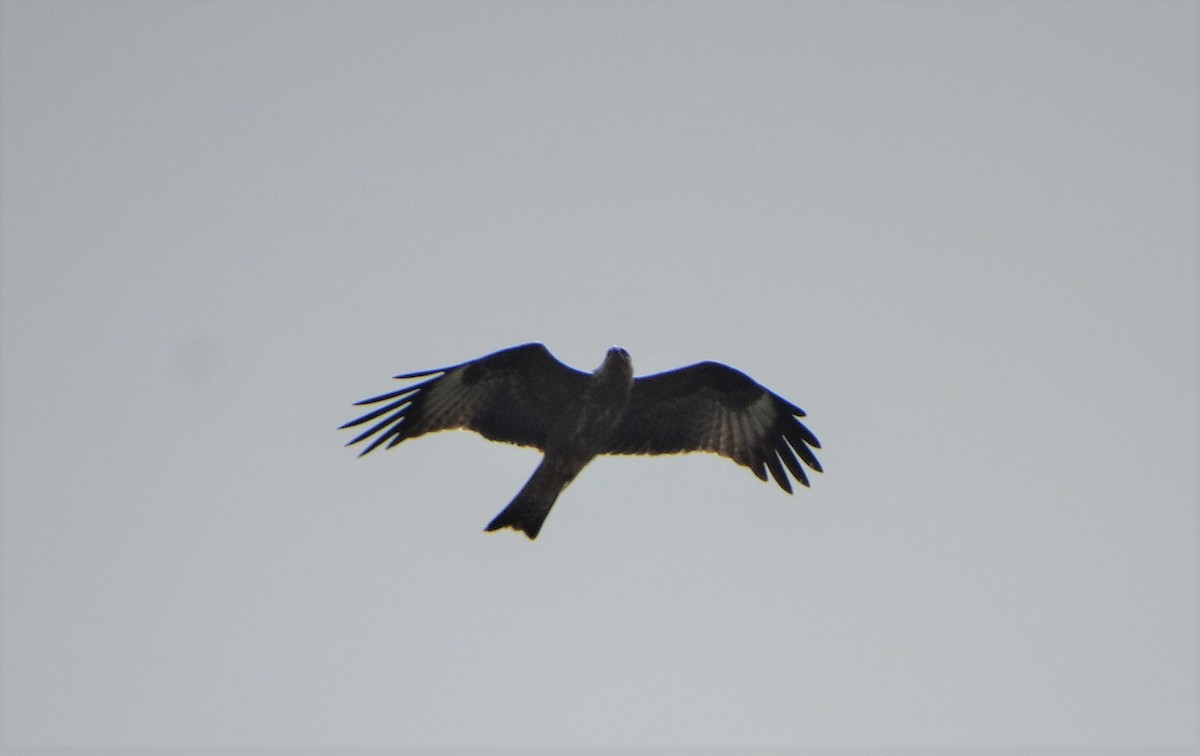 Black Kite - ML364638061