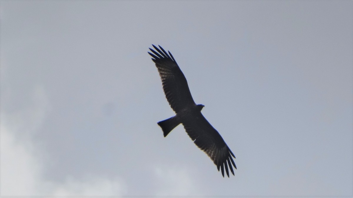 Black Kite - ML364638451