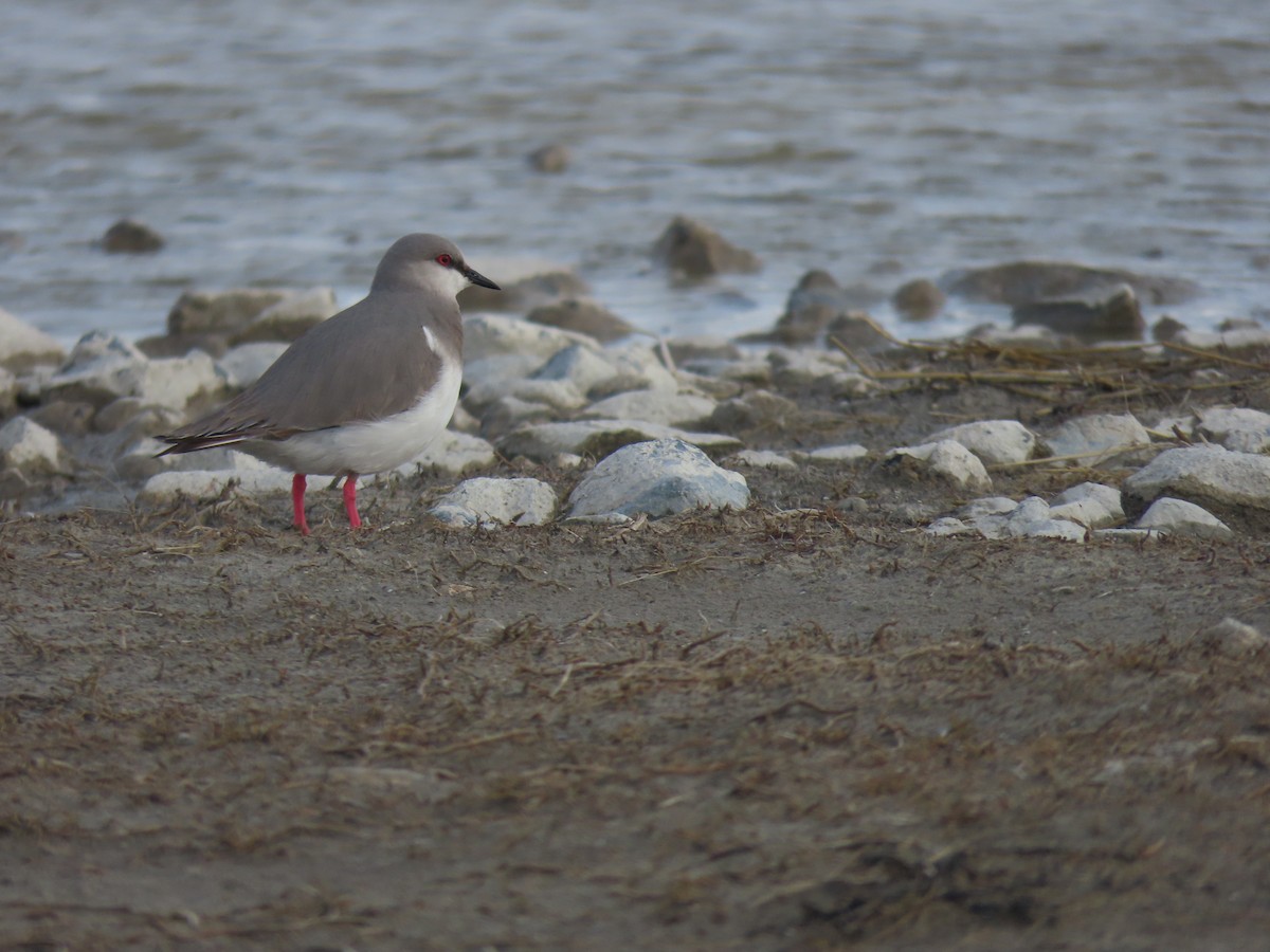 Magellanic Plover - ML364639101