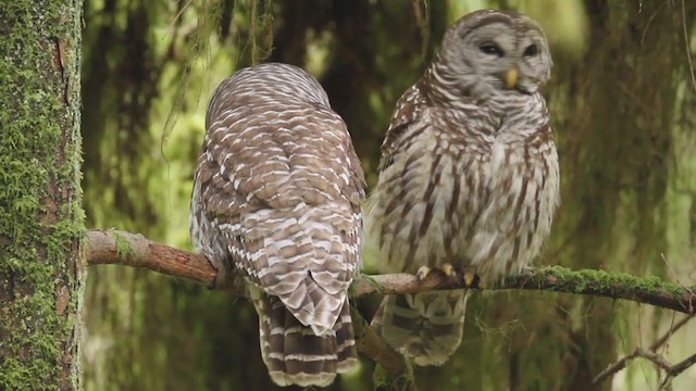 Barred Owl - ML364642571