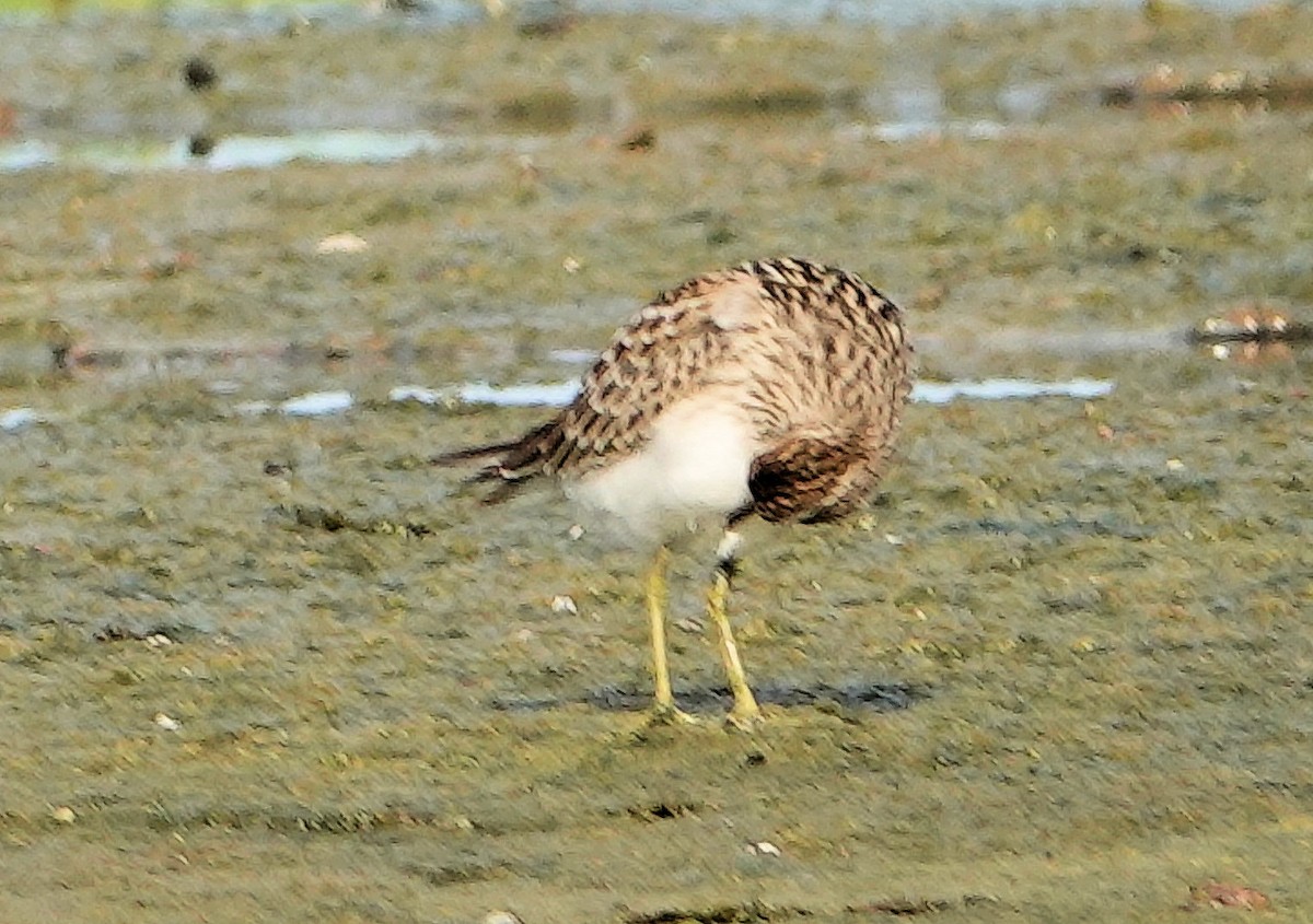 Bécasseau à poitrine cendrée - ML364643491