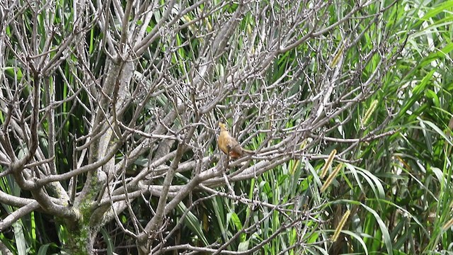 Lesser Ground-Cuckoo - ML364644521